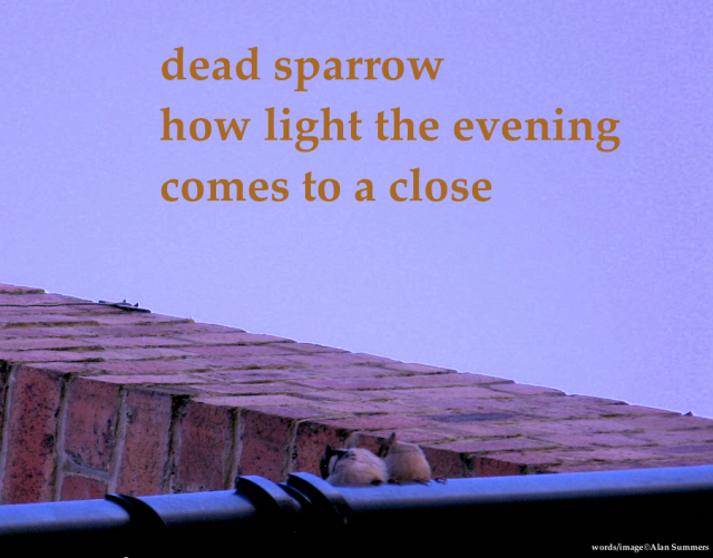 dead sparrow haiku Alan Summers Screen Shot 2016-04-20 at 08.33.22